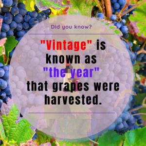 the meaning of vintage in wine vintages