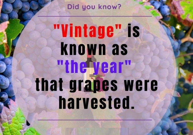 the meaning of vintage in wine vintages