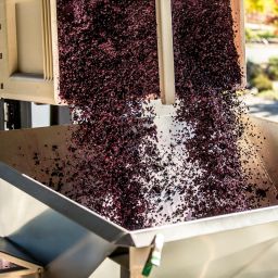 fine wine grape harvesting wine vintages napa valley elleary