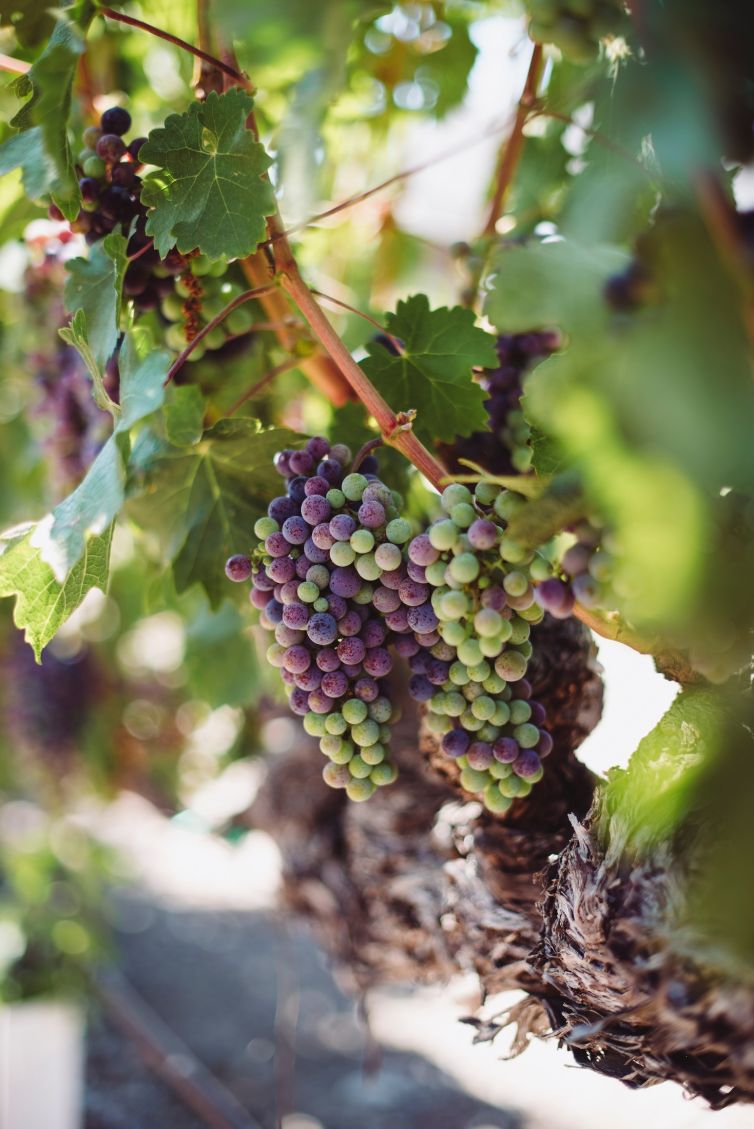 from grape to wine - journey through wine lifecycle