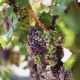 from grape to wine - journey through wine lifecycle
