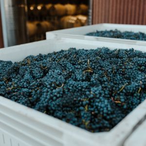 grape harvesting wine vintage napa valley wines