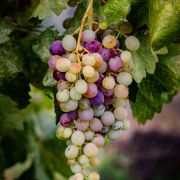 grape harvesting wine vintages napa valley karimi vineyards