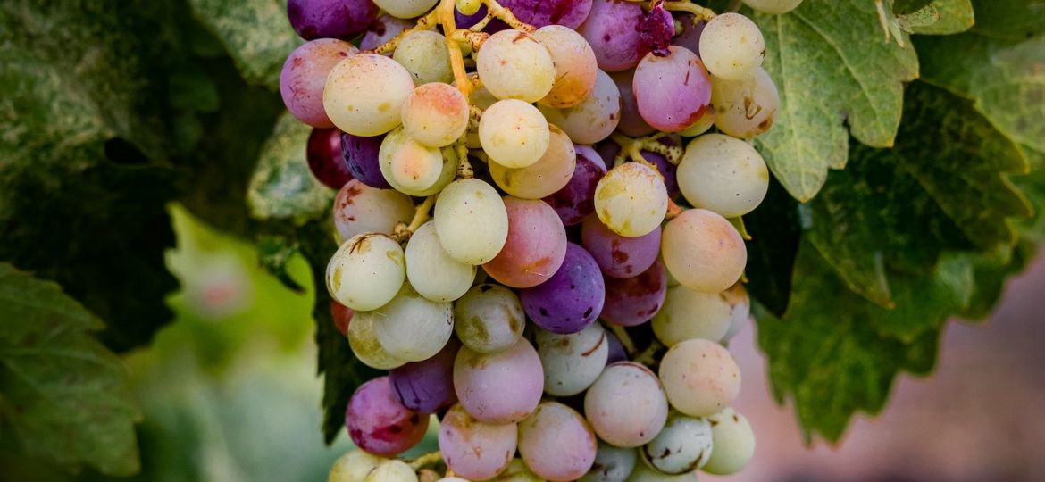 grape harvesting wine vintages napa valley karimi vineyards