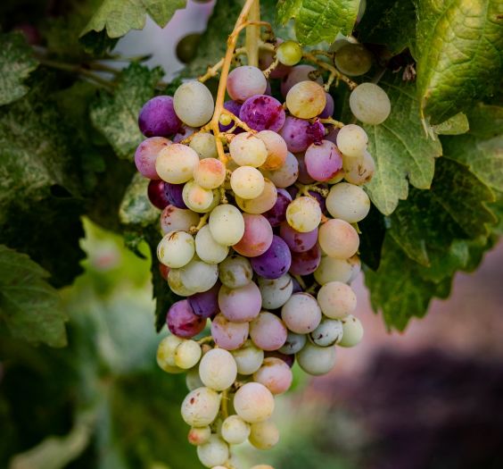 grape harvesting wine vintages napa valley karimi vineyards