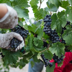 grape harvesting wine vintages napa valley