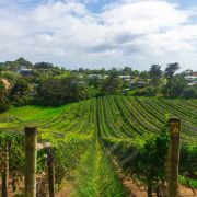 grape harvesting wine vintages napa valley wines