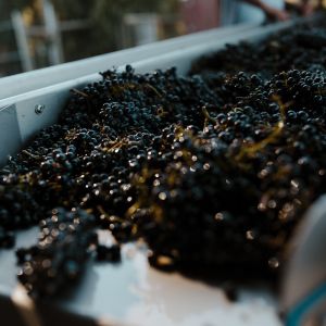 harvesting wine vintages napa valley elleary