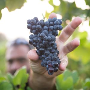 karimi-vineyards-grape-to-wine-journey