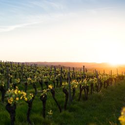 napa-valley-vineyards-grape-to-wine-journey