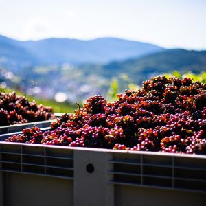 napa valley vineyards wine vintages