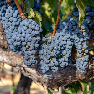napa valley vineyward wine vinatages elleary wines karimi vineyards