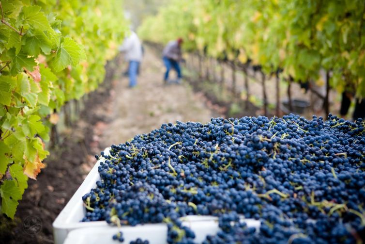 napa-wine-vintages-grape-to-wine-journey
