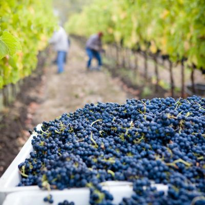 napa-wine-vintages-grape-to-wine-journey