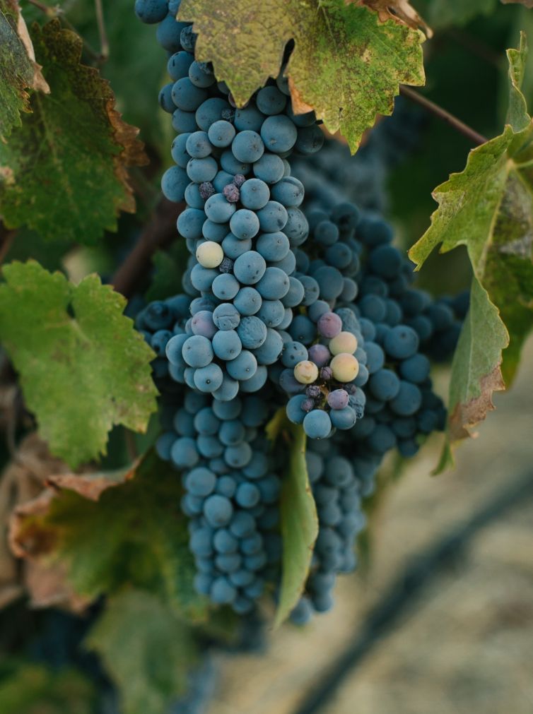 wine-timeline-napa-vineyards-grape-to-wine-journey