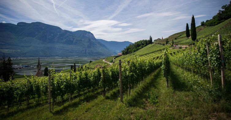 wine-vintages-elleary-wine-nappa-valley-grape-wines-karimi-vineyards-scaled-1