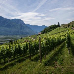 wine-vintages-elleary-wine-nappa-valley-grape-wines-karimi-vineyards-scaled-1